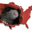 Rat