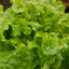 wet lettuce