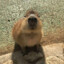 capybara