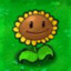 向日葵の花语