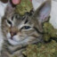 420