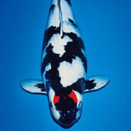 🐟beniiFistofeles🐟