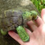 turtle :3