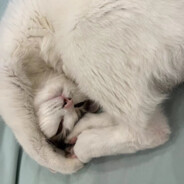 热心市民夏先生