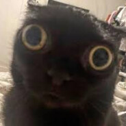 Avatar Black cat [PL]