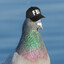 FBI Agent Pigeon