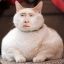 Nick Cage Cat Overlord