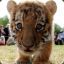 Baby Tiger.Jr