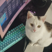 KoxAmelcia14 - steam id 76561199781639849