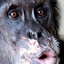 monkey rage