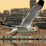 Gaviota