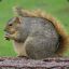 OverweightSquirrel