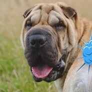 агент габена 777