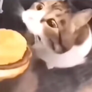 小猫你可以吃芝士汉堡