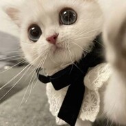 喵喵教大执行官