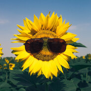 Desertrip