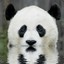 hugapdbear