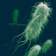 Escherichia Coli