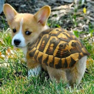 TurtleDog