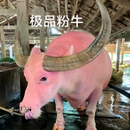 他的牛牛没我粉