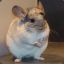 Swordsman Chinchilla