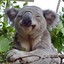 KoalaPepper