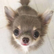 elpupper