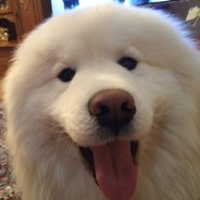 Бомжары рулят