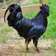 Big black cock