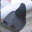 Some Random Black Pigeon