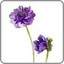 anemone . 紫花