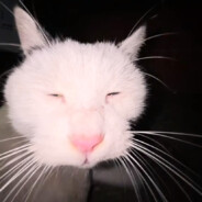 赣林老木赣羚羊