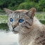 Kitty
