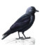 jackdaw57