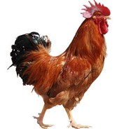 一枪一个小朋友l