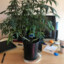 Pot_of_Weed