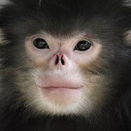 downey monkey - steam id 76561198016496996