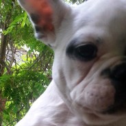 Bulldoggy Ivan
