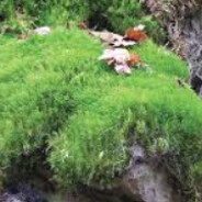 king2009