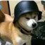 K-9