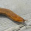 Brown Slug