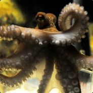 タキシード仮面