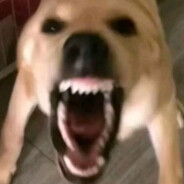 Aggressive dog