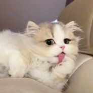 熊猫儿花花守护者