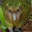 Big Green Parrot |ϟ|