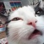 Кошачка