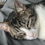 Catfighter