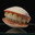 Clam
