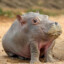Shatopotamus