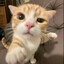 ✟nezhnyy meow✟